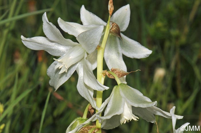 Honorius nutans = Ornithogalum nutans