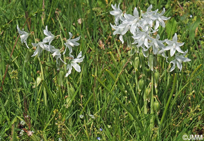 Honorius nutans = Ornithogalum nutans