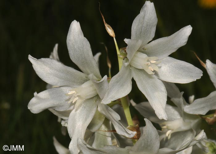 Honorius nutans = Ornithogalum nutans