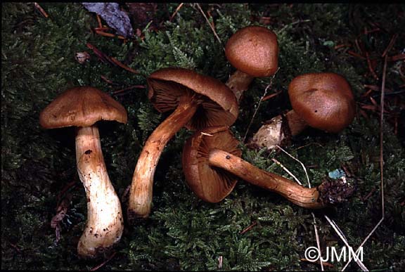 Cortinarius isabellinus