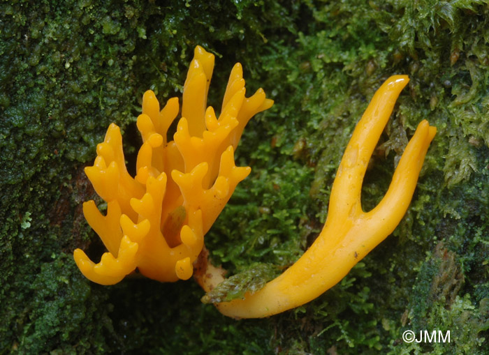 Calocera viscosa