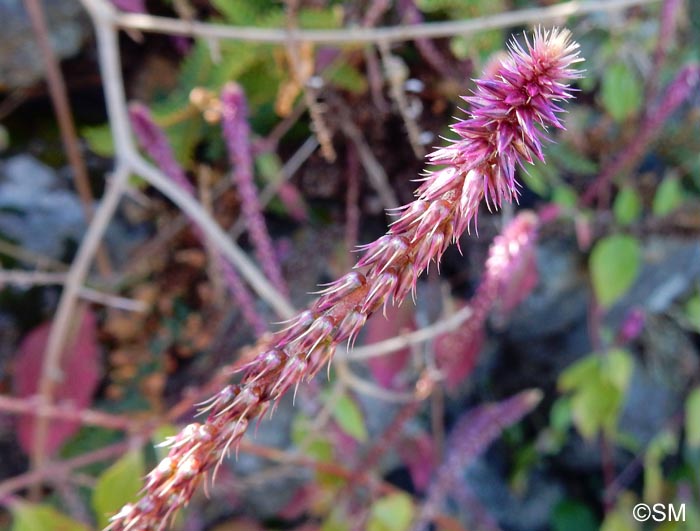 Achyranthes aspera