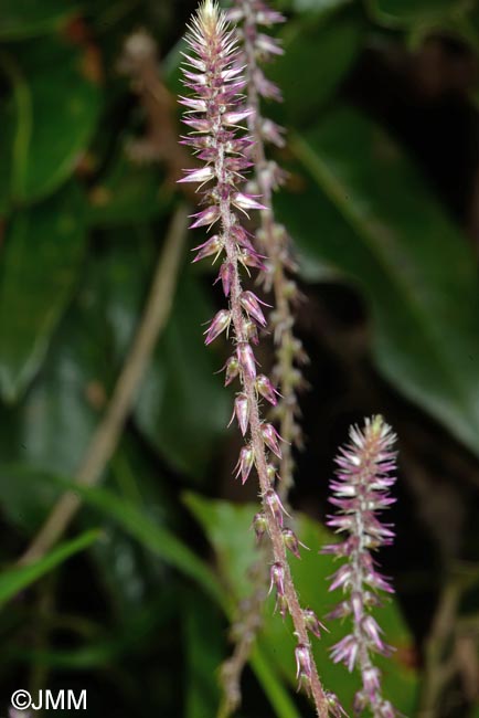 Achyranthes aspera