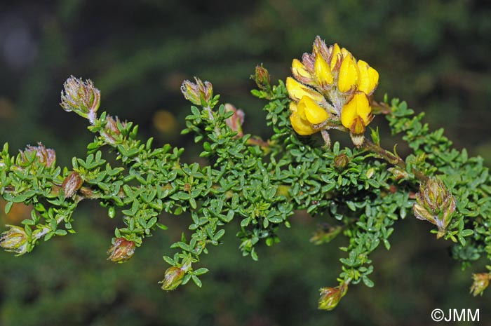 Adenocarpus foliolosus