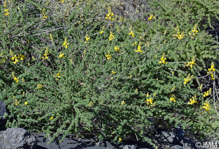 Adenocarpus foliolosus