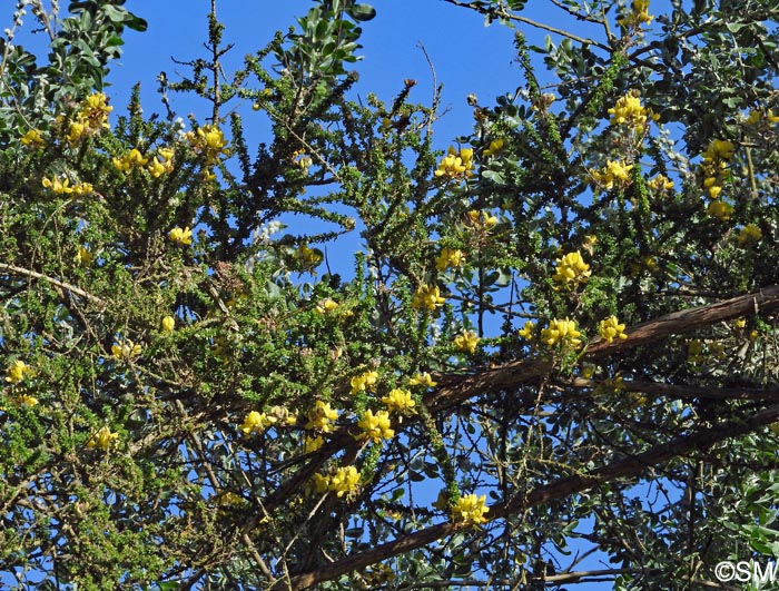 Adenocarpus foliolosus