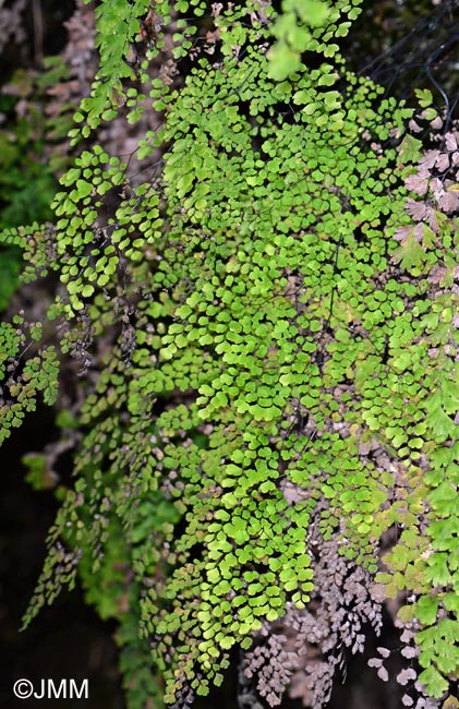 Adiantum capillus-veneris var. trifidum