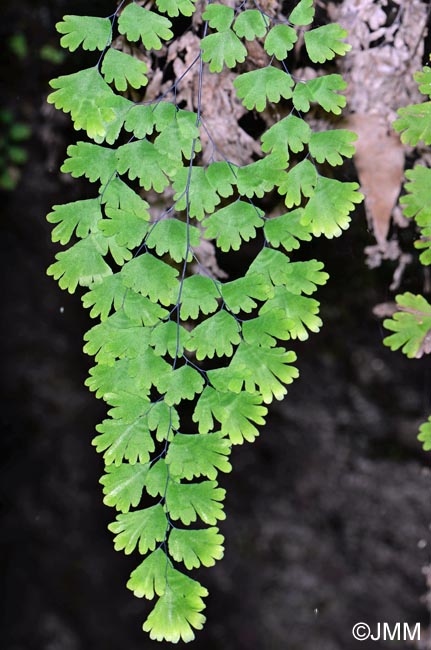 Adiantum capillus-veneris var. trifidum