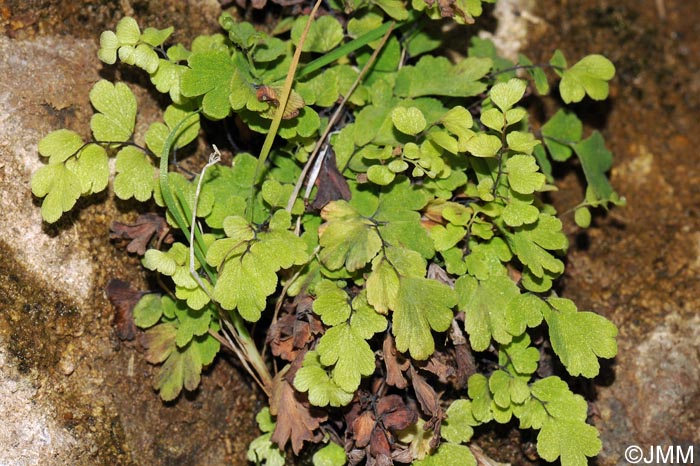 Adiantum capillus-veneris var. trifidum