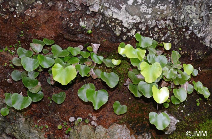 Adiantum reniforme