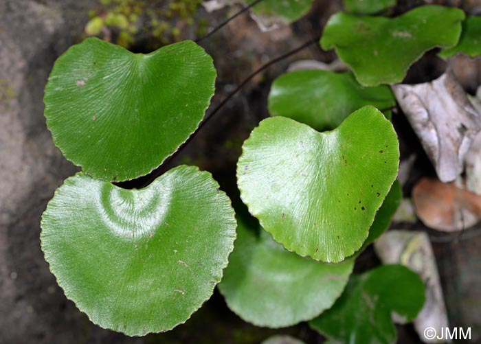 Adiantum reniforme