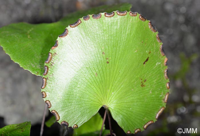 Adiantum reniforme