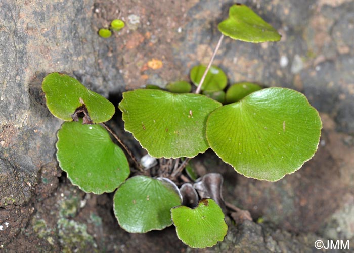 Adiantum reniforme