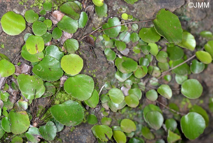 Adiantum reniforme