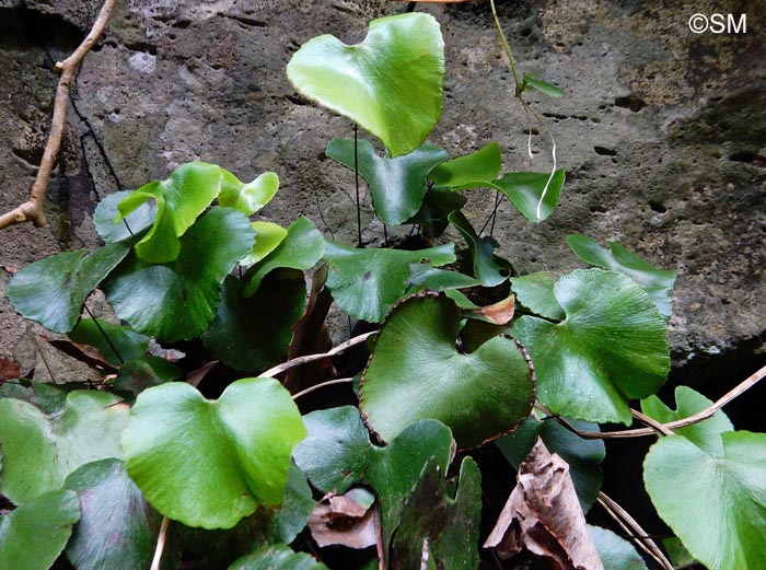 Adiantum reniforme