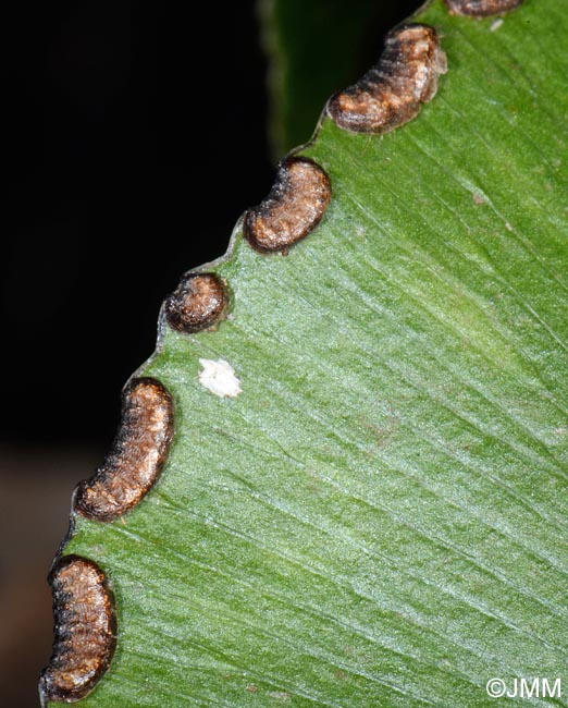 Adiantum reniforme