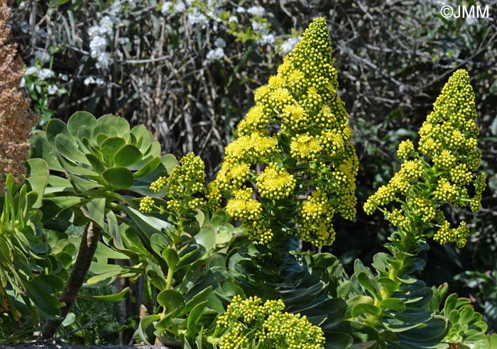 Aeonium arboreum