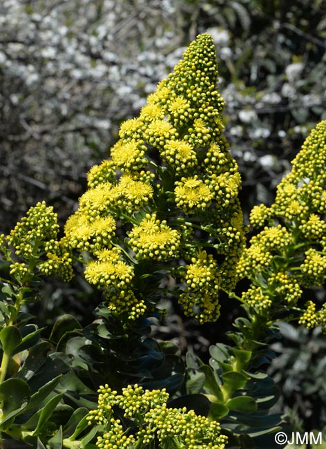 Aeonium arboreum