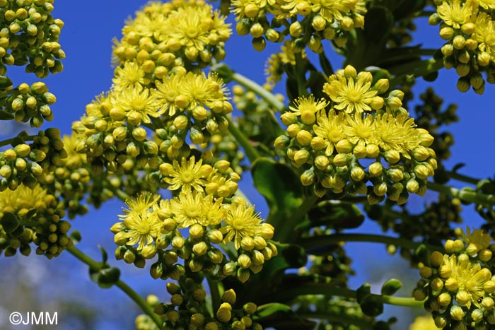 Aeonium arboreum