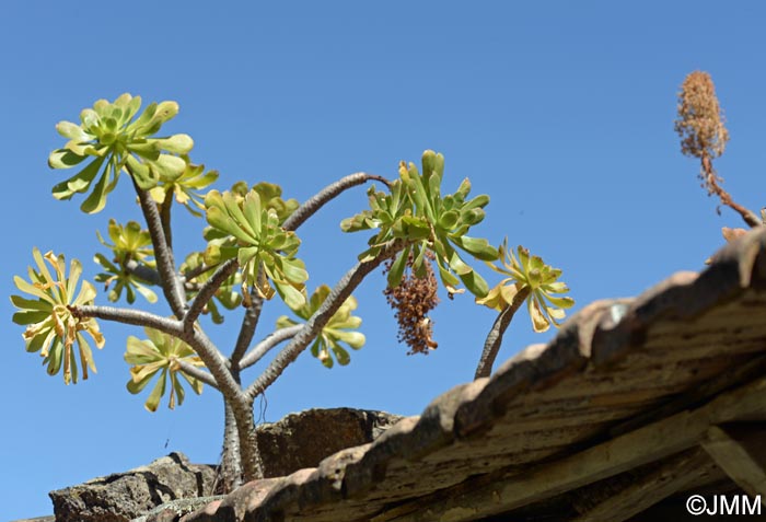 Aeonium arboreum