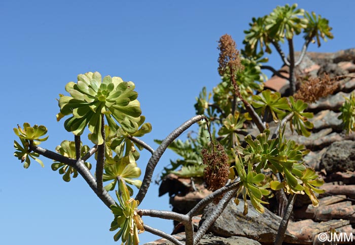 Aeonium arboreum