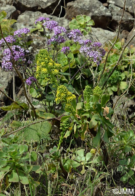 Aeonium arboreum & Pericallis webbii