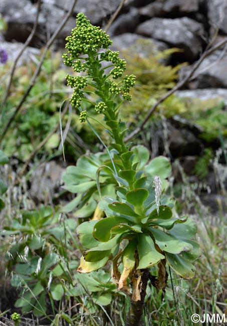 Aeonium arboreum