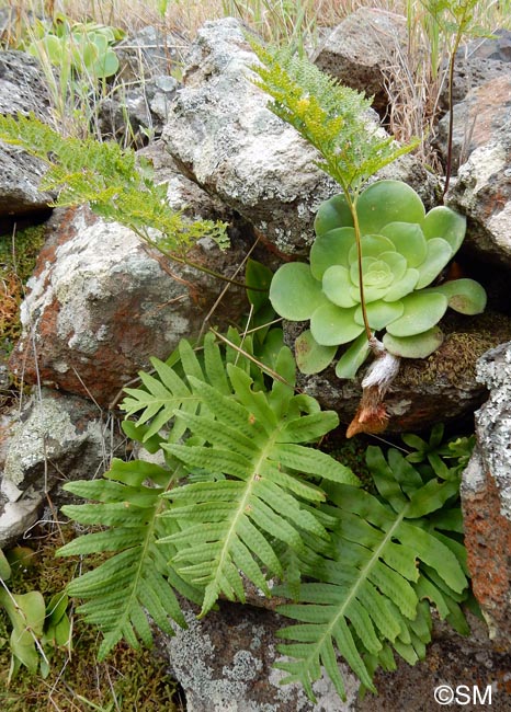 Aeonium canariense & Davallia canariensis & Polypodium macaronesicum