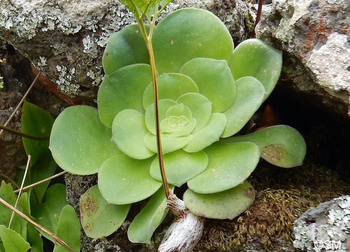 Aeonium canariense