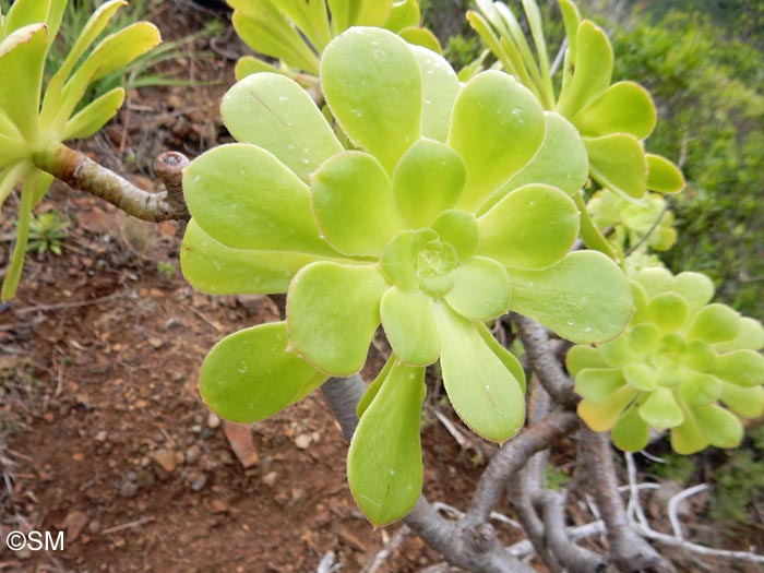 Aeonium ciliatum