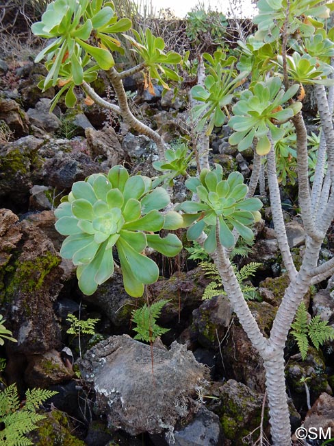 Aeonium ciliatum & Davallia canariensis