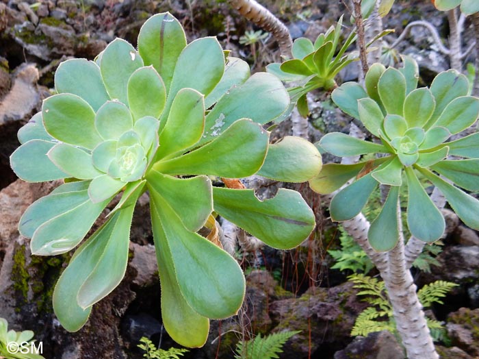 Aeonium ciliatum