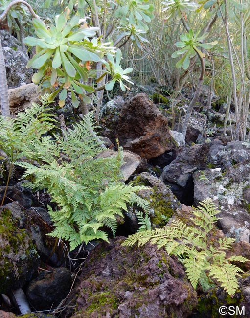 Davallia canariensis & Aeonium ciliatum