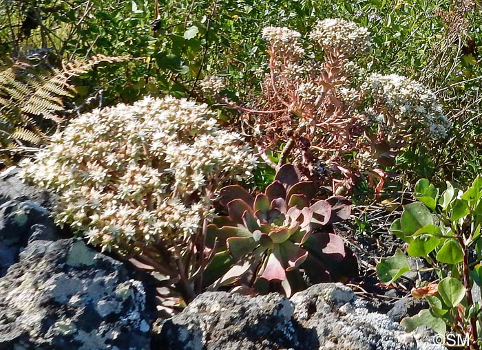 Aeonium davidbramwellii