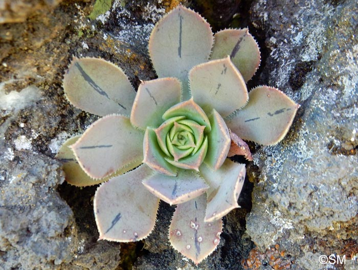 Aeonium davidbramwellii : jeune plante