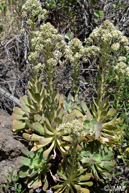 Aeonium davidbramwellii