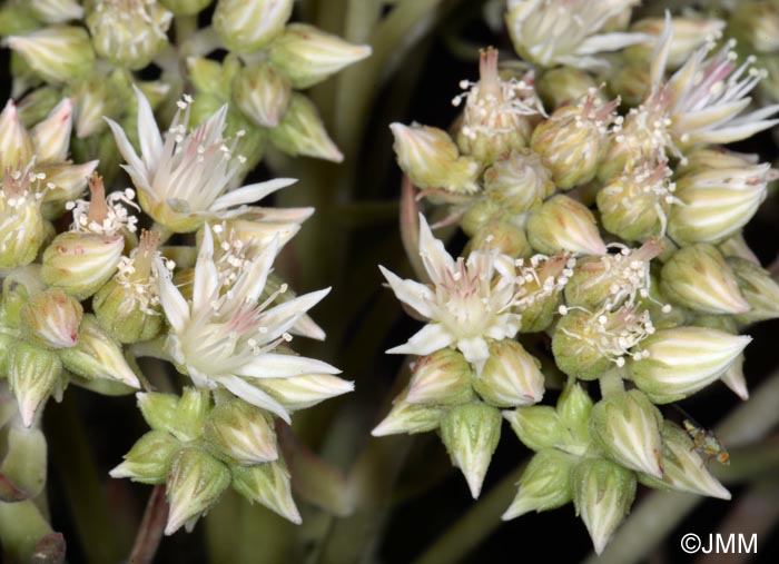 Aeonium davidbramwellii