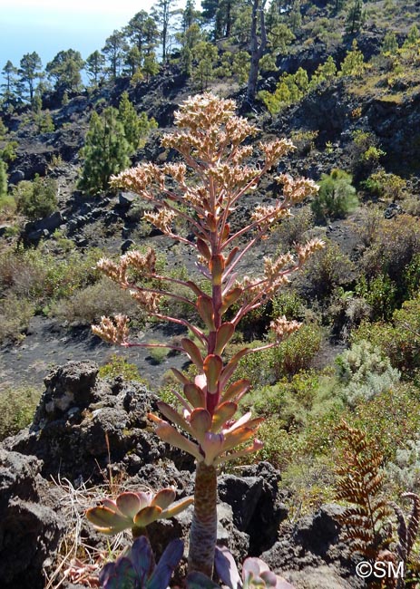 Aeonium davidbramwellii