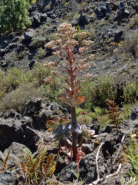 Aeonium davidbramwellii