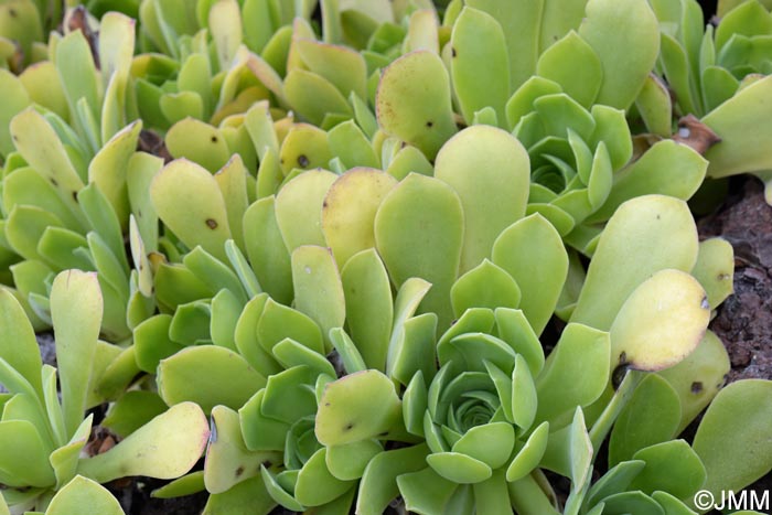 Aeonium palmense = Aeonium canariense subsp. christii