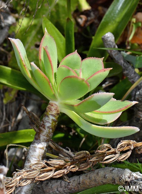 Aeonium percarneum & Orchis canariensis