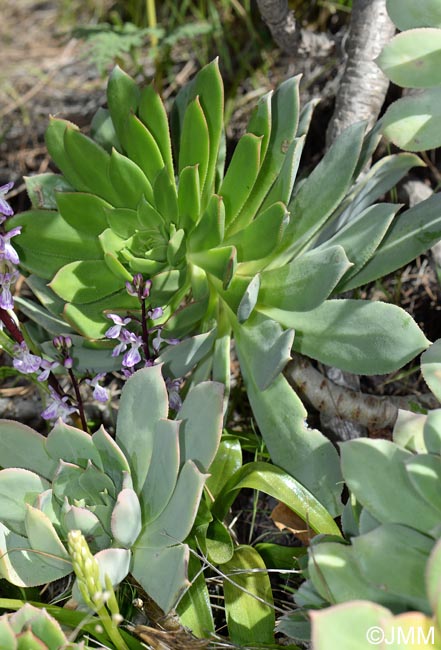 Aeonium percarneum & Orchis canariensis