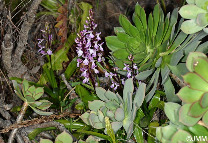 Aeonium percarneum & Orchis canariensis