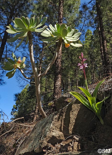 Aeonium percarneum & Orchis canariensis