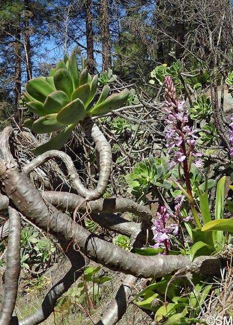 Aeonium percarneum & Orchis canariensis