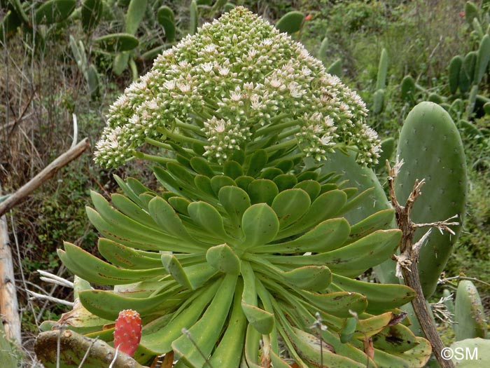 Aeonium pseudourbicum