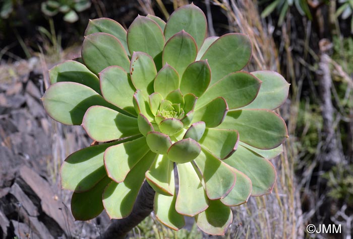 Aeonium pseudourbicum