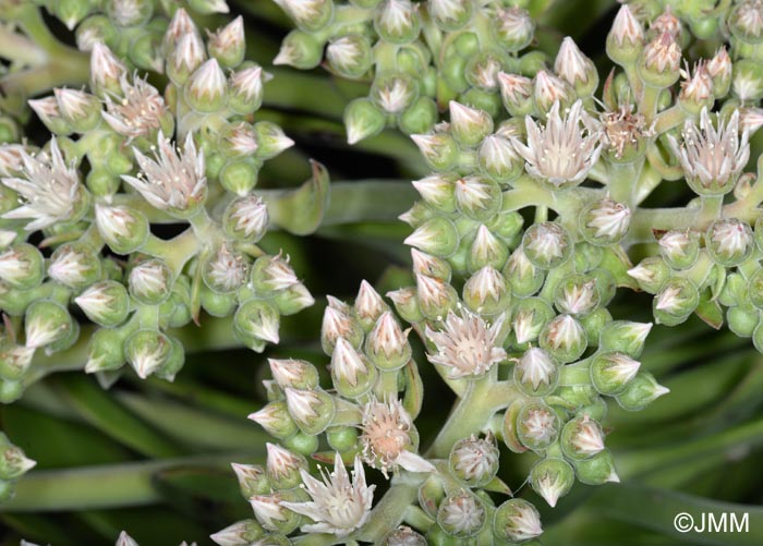 Aeonium pseudourbicum