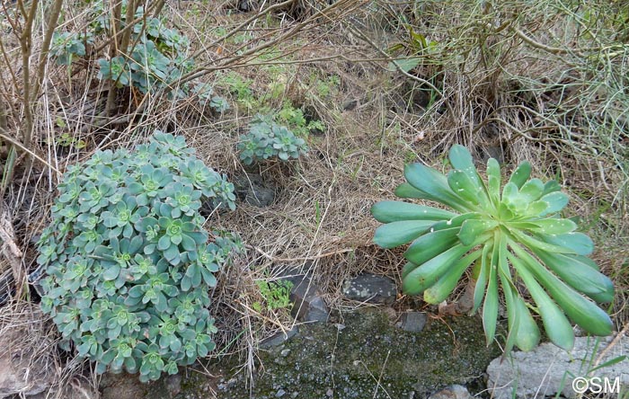 Aeonium pseudourbicum & Aeonium haworthii