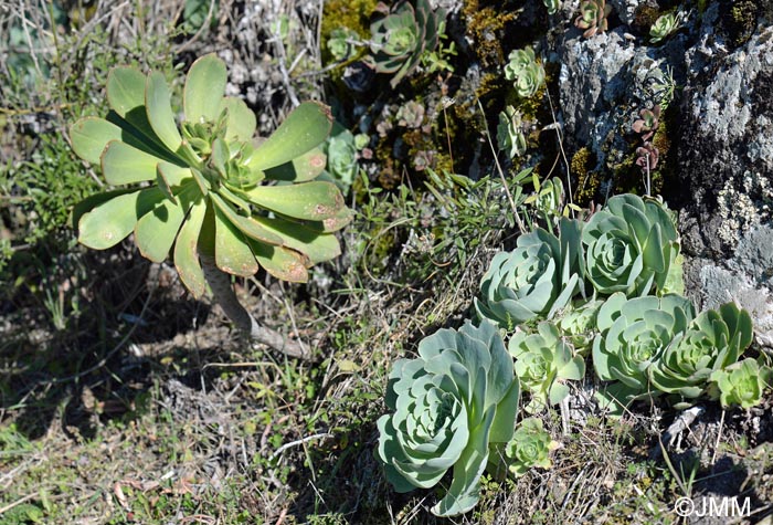 Aeonium pseudourbicum & Greenovia aurea